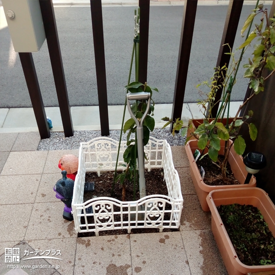 神奈川県相模原市中央区レモンの植樹風景