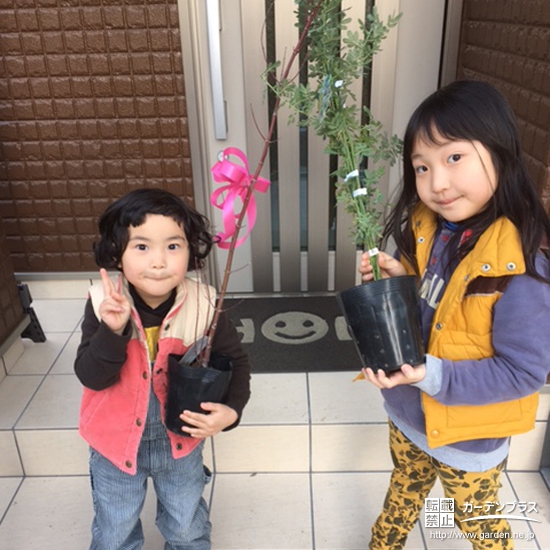 兵庫県尼崎市もみじ（カエデ）とミモザの植樹風景