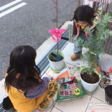 兵庫県尼崎市もみじ（カエデ）とミモザの植樹風景