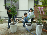 愛知県名古屋市中村区ゆずとオリーブの植樹風景
