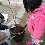 京都府宇治市もみじ（カエデ）とジューンベリーの植樹風景