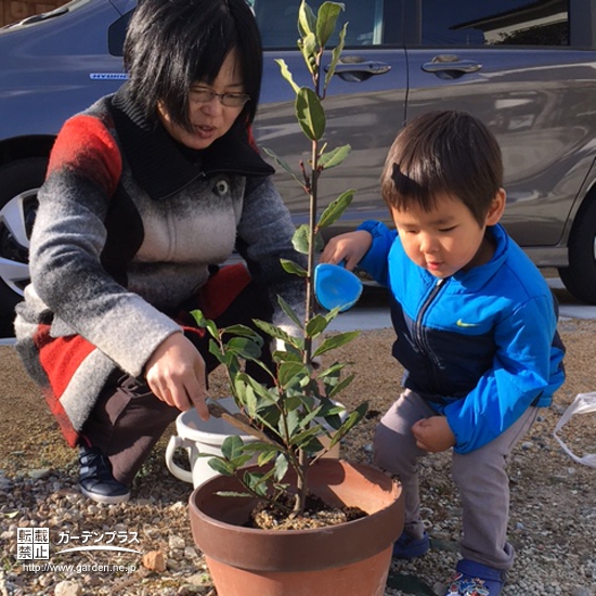 大阪府茨木市月桂樹（ローリエ）の植樹風景