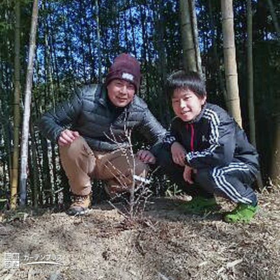 愛知県豊田市もみじ（カエデ）の植樹風景