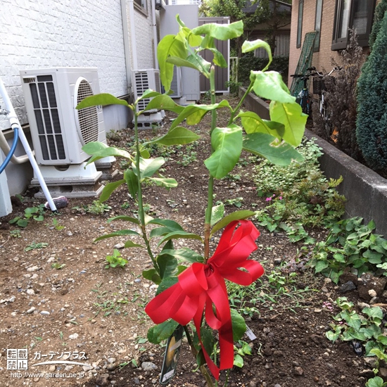東京都世田谷区レモンの植樹風景