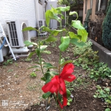 東京都世田谷区レモンの植樹風景