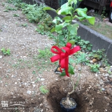 東京都世田谷区レモンの植樹風景