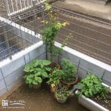 千葉県千葉市稲毛区モミジの植樹風景