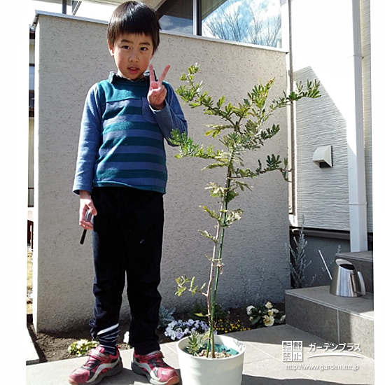 栃木県宇都宮市ミモザとオリーブの植樹風景