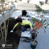 東京都町田市キンモクセイと紅葉トキワマンサクの植樹風景