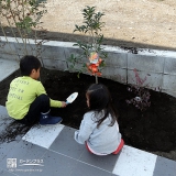 東京都町田市キンモクセイと紅葉トキワマンサクの植樹風景