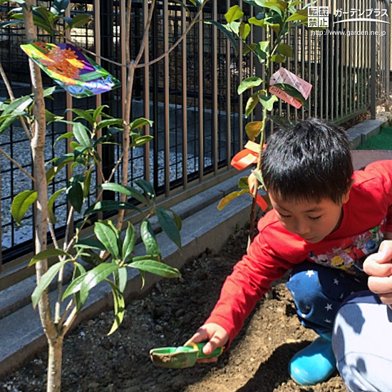 愛知県江南市レモンとキンモクセイの植樹風景
