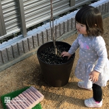 徳島県徳島市もみじ（カエデ）の植樹風景