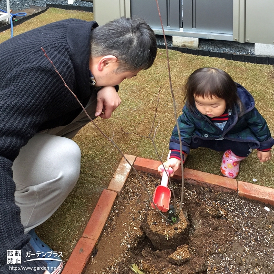 千葉県柏市ジューンベリーの植樹風景