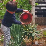 兵庫県神戸市西区西洋シャクナゲの植樹風景