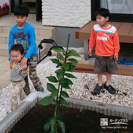 静岡県富士市レモンとキンカンとビワの植樹風景