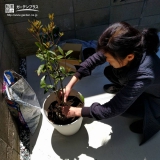 大阪府枚方市キンモンセイの植樹風景