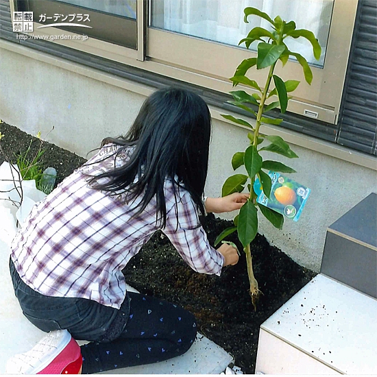 静岡県富士市レモンとジューンベリーの植樹風景