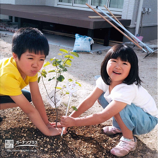 愛知県豊田市オリーブとジューンベリーとミモザの植樹風景