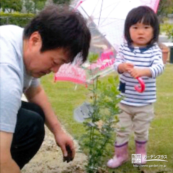 愛知県豊田市オリーブとジューンベリーとミモザの植樹風景