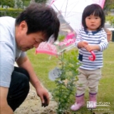 愛知県豊田市オリーブとジューンベリーとミモザの植樹風景