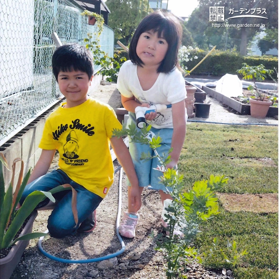 愛知県豊田市オリーブとジューンベリーとミモザの植樹風景