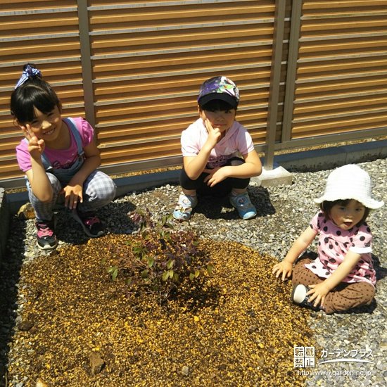 長野県安曇野市ジューンベリーと紅葉トキワマンサクの植樹風景