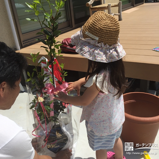 山梨県南アルプス市月桂樹（ローリエ）の植樹風景