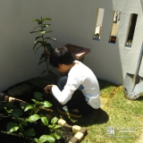 神奈川県相模原市レモンの植樹風景