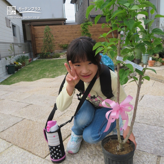 岡山県総社市ジューンベリーと キンモクセイ とライラック と紅葉トキワマンサクの植樹風景