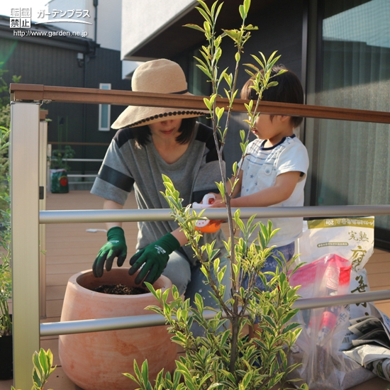 東京都国立市ミモザの植樹風景