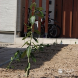 京都府京丹後市レモンの植樹風景