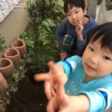 埼玉県さいたま市北区もみじ（カエデ）と月桂樹（ローリエ）とレモンの植樹風景