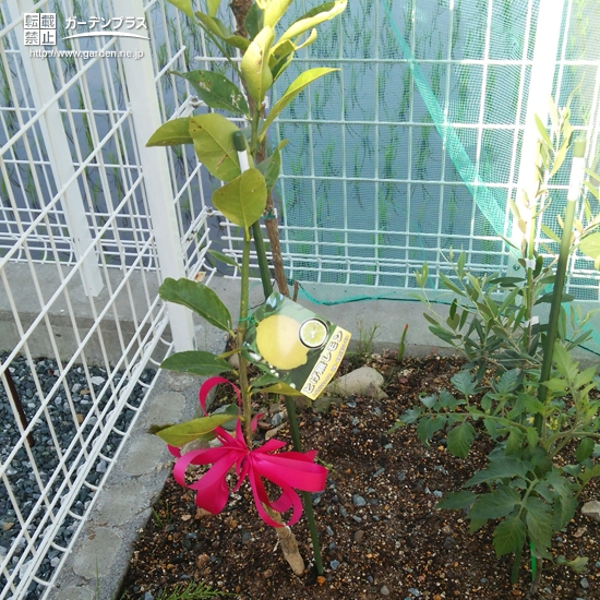 静岡県袋井市レモンとオリーブの植樹風景