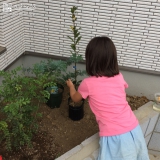 東京都日野市ミモザと月桂樹（ローリエ）の植樹風景