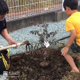 宮城県黒川郡富谷町キンモクセイと紅葉トキワマンサクの植樹風景