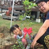 宮城県黒川郡富谷町キンモクセイと紅葉トキワマンサクの植樹風景