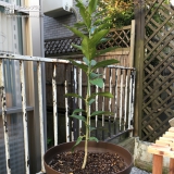 東京都世田谷区レモンの植樹風景