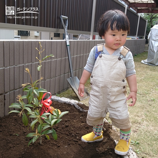 東京都町田市キンモクセイの植樹風景