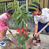 熊本県玉名郡玉東町レモンとクリとビワの植樹風景