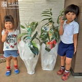 熊本県玉名郡玉東町レモンとクリとビワの植樹風景