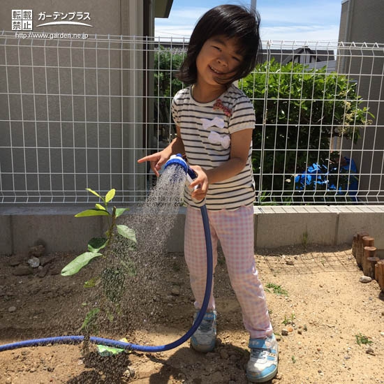 愛知県大府市レモンの植樹風景