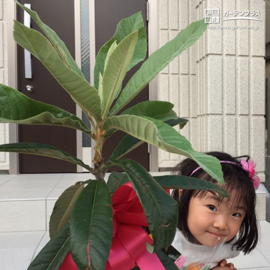 兵庫県神戸市東灘区ビワの植樹風景