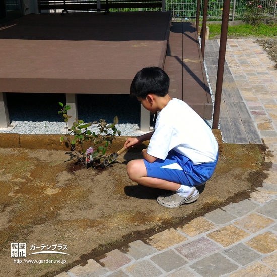 宮崎県宮城郡利府町ジューンベリーの植樹風景