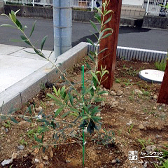 神奈川県小田原市オリーブの植樹風景