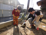 京都府枚方市キンカンとアルプス乙女の植樹風景