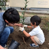 岡山県備前市ミモザと月桂樹（ローリエ）の植樹風景