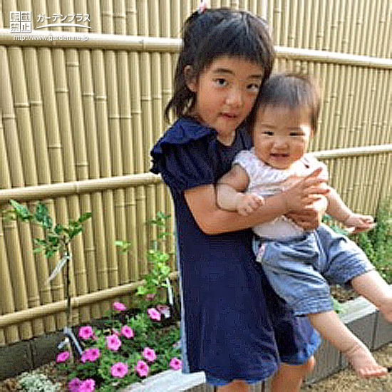 大阪府枚方市ジューンベリーとミモザとレモンの植樹風景