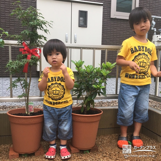 兵庫県姫路市もみじ（カエデ）と西洋シャクナゲの植樹風景