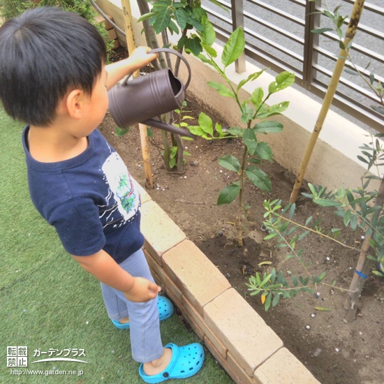 神奈川県茅ヶ崎市レモンの植樹風景