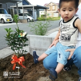 新潟県新潟市北区キンカンの植樹風景